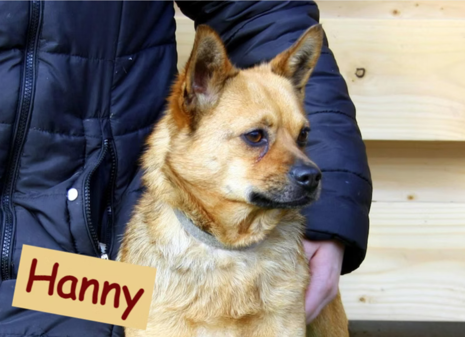 Hanny