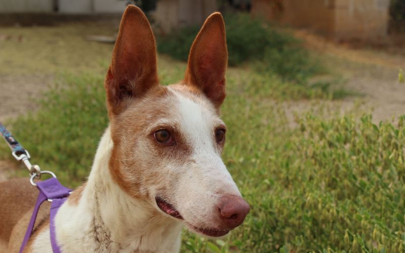 GITANA