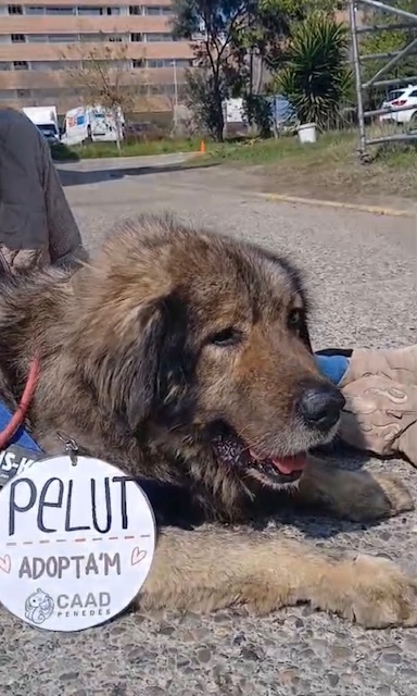 Pelut (Manolo)