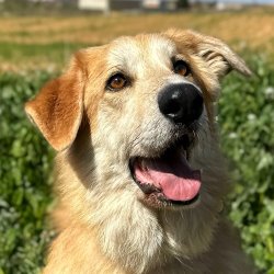 Bobi