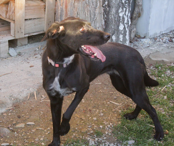 Xena