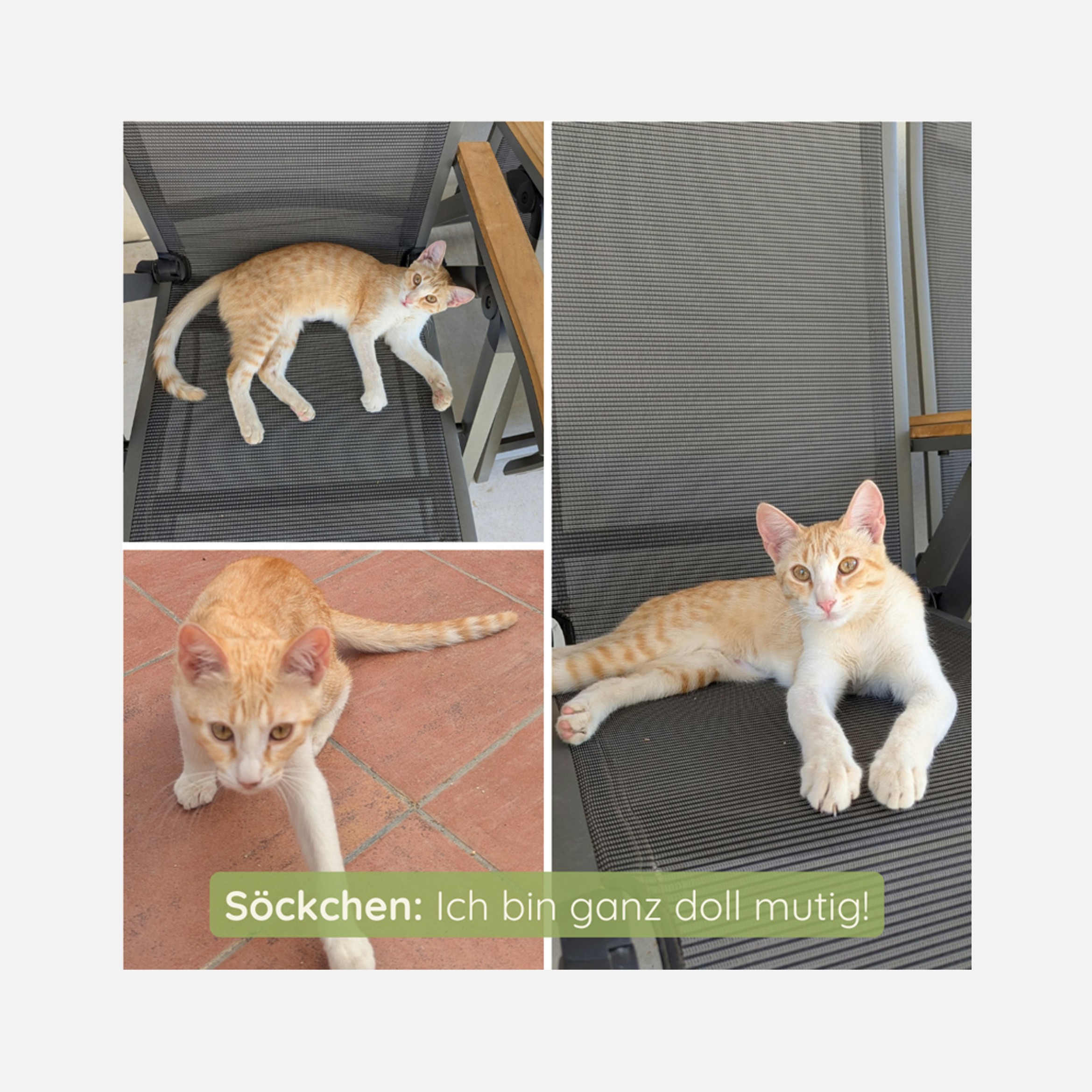 Söckchen
