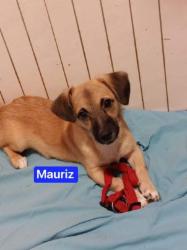 Mauriz
