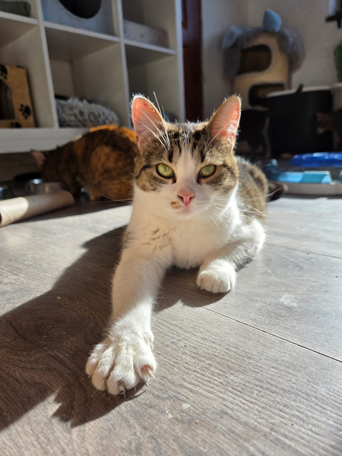 Stella 🐾 🐈