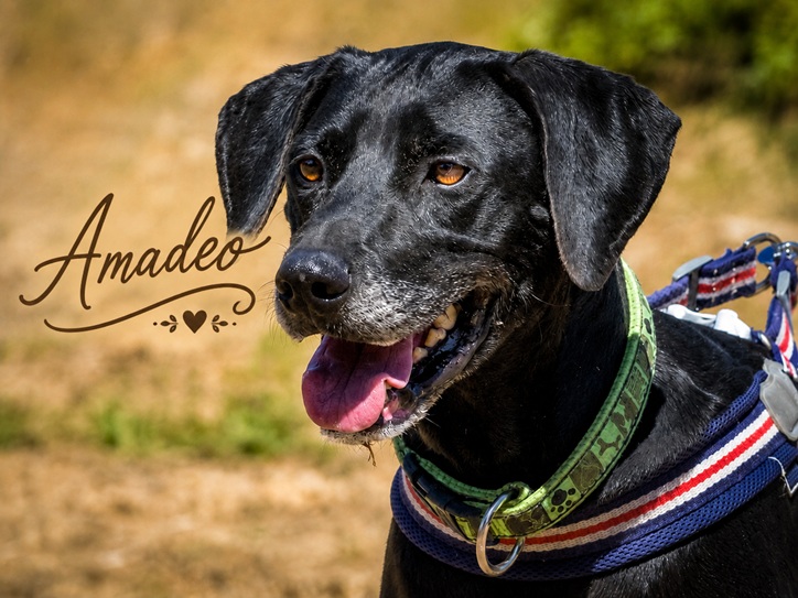 Amadeo - guter Kerl