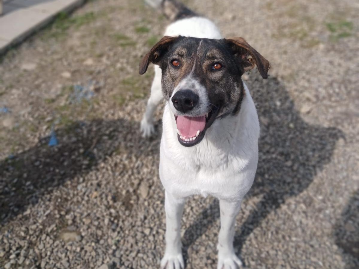 🐕Sanfte Lulu2-lieb und treu💫