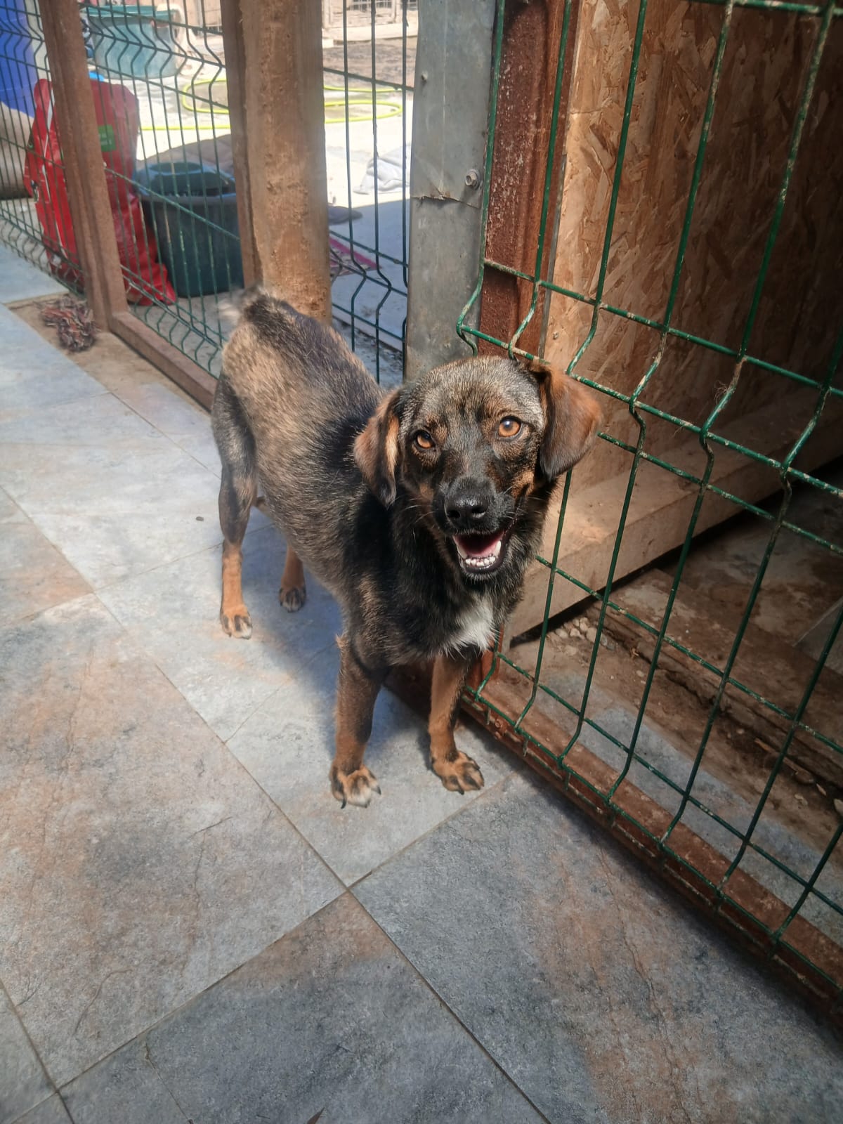 Stina 🐕