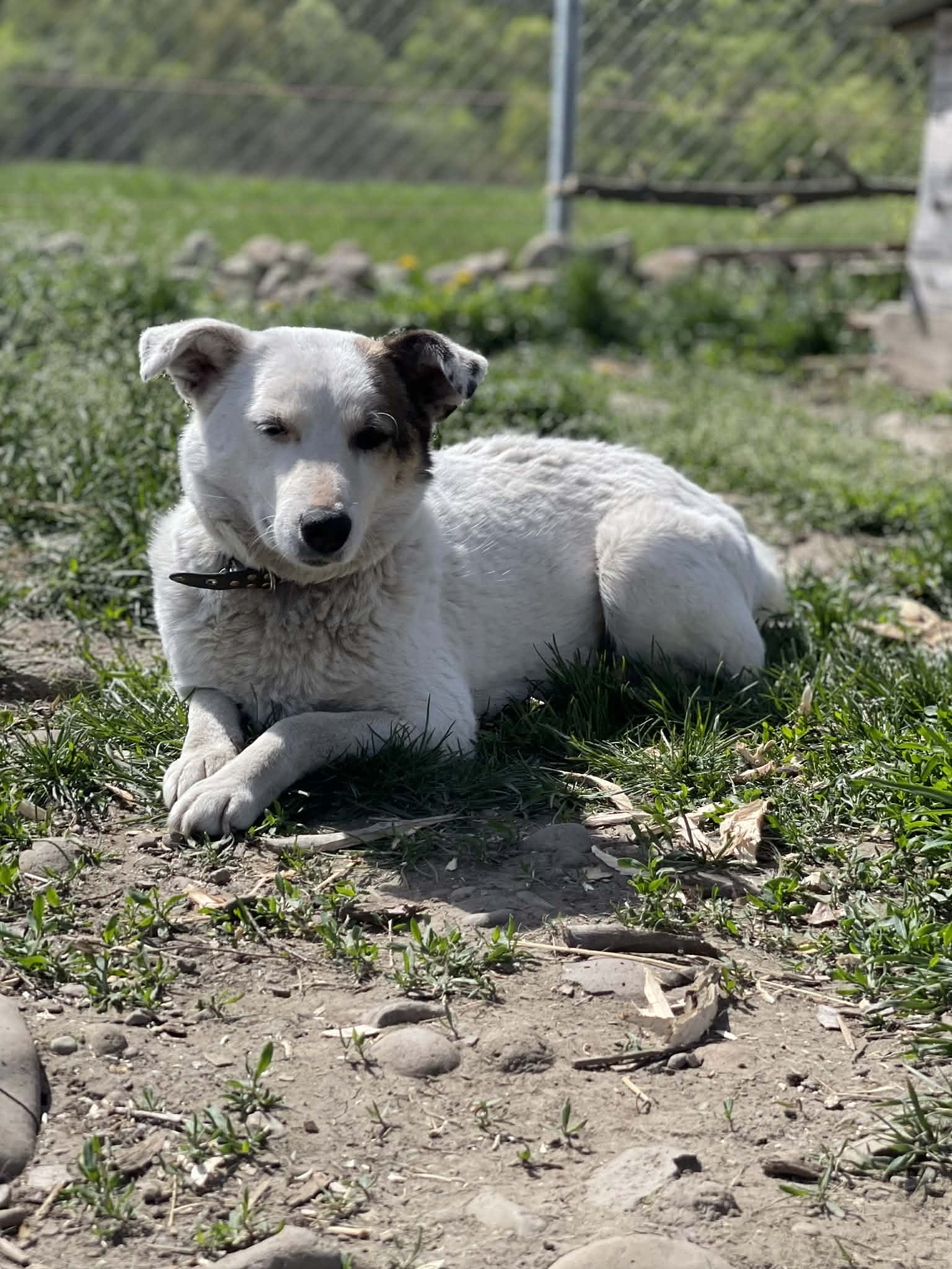 Belinda 🐾🐕