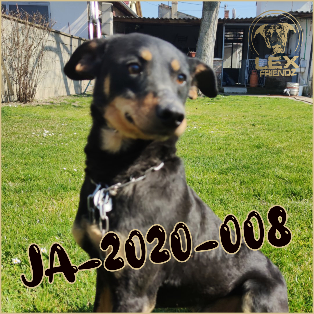 JA-2020-008