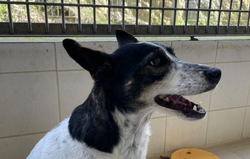 Lassie