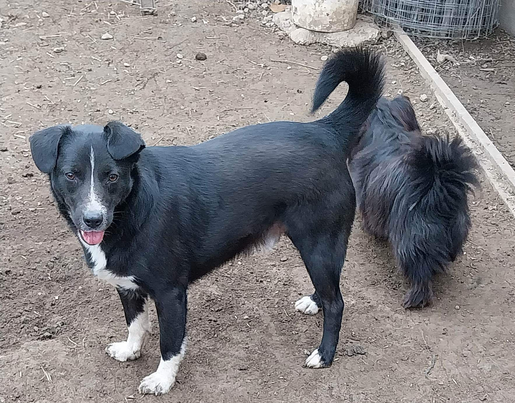 Gipsy 🐾🐕