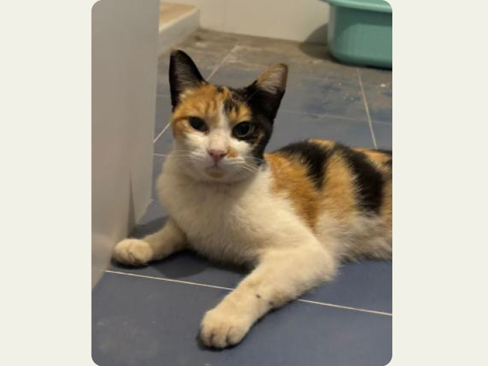 Liebes Katzenmädel Roma