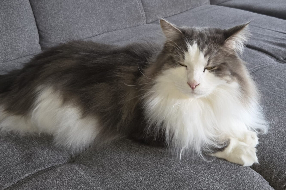 Mr. Jingles