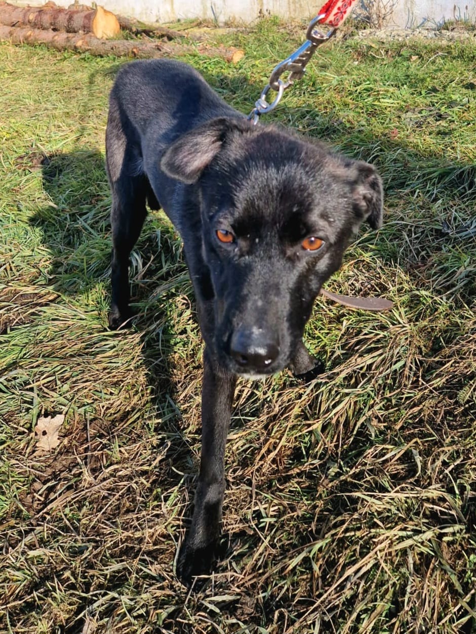 Zaya