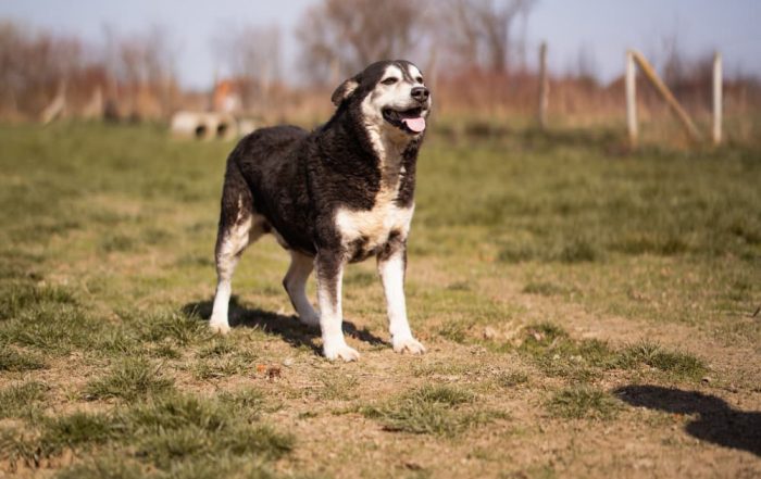Husky Mischling Maki