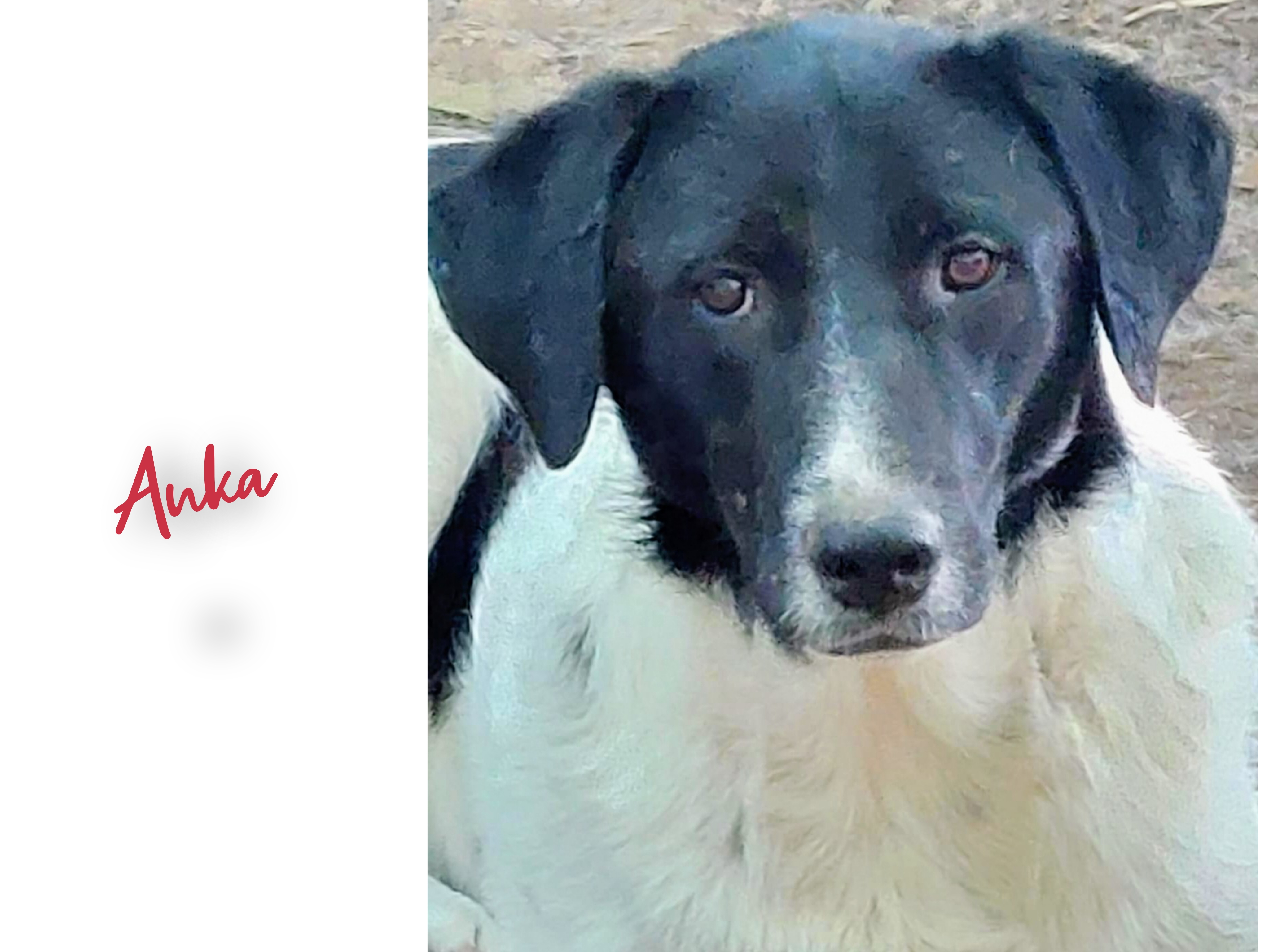 Anka