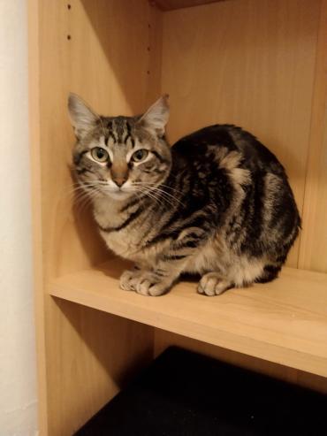 Schüchterne Nala
