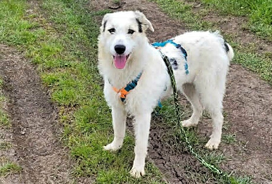 Daisy, lieb und sozial