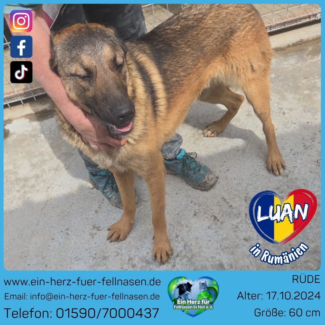 Luan 🐾