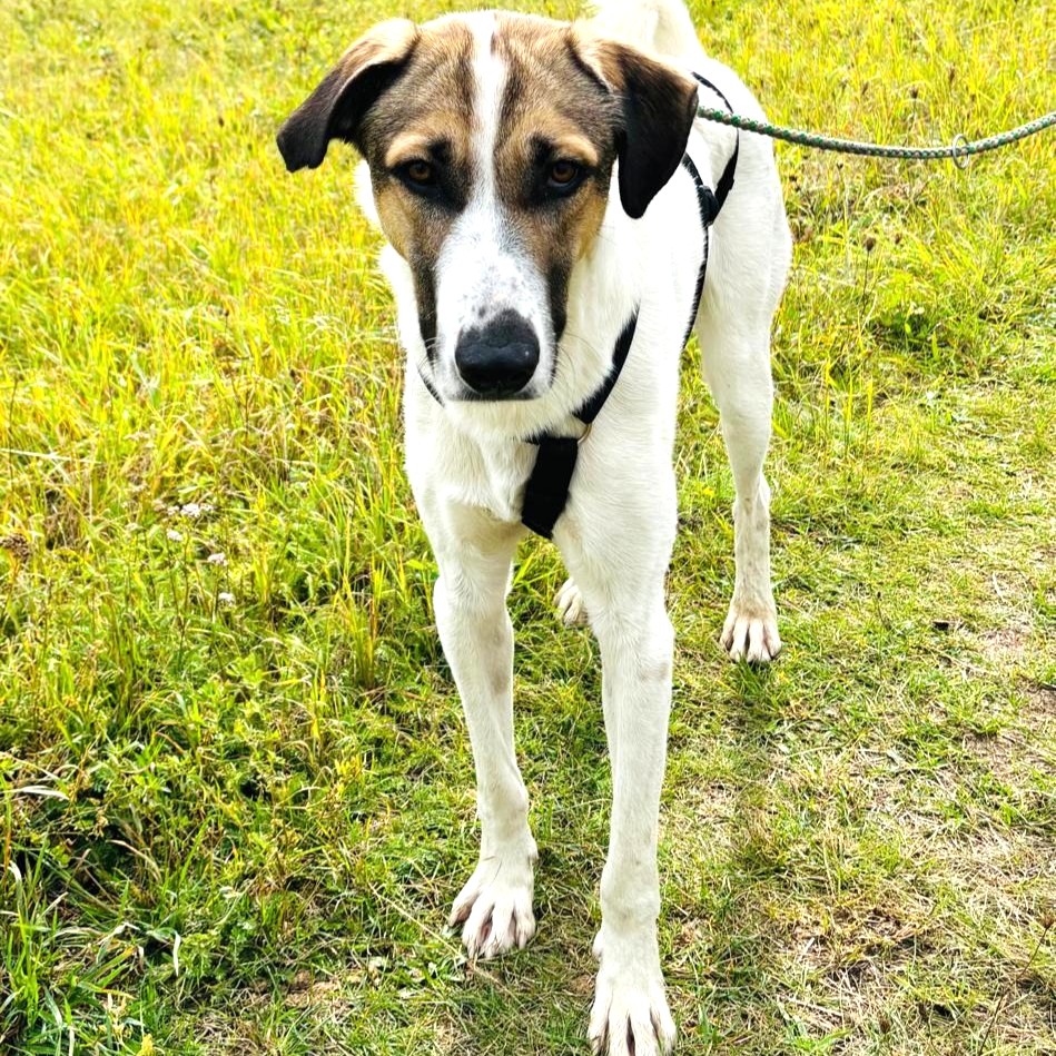 Jaro - ein bisschen mehr Hund