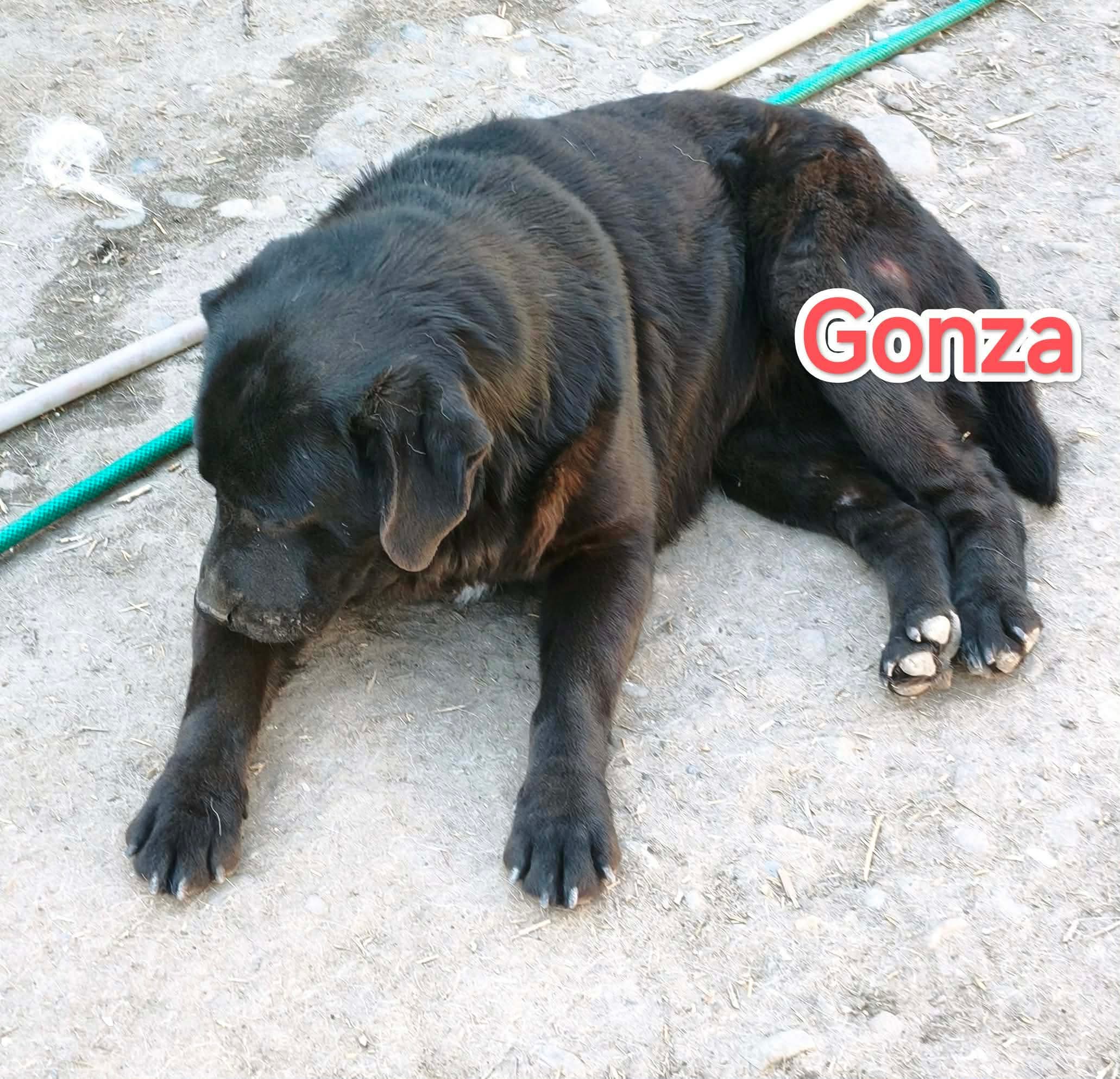 Gonza