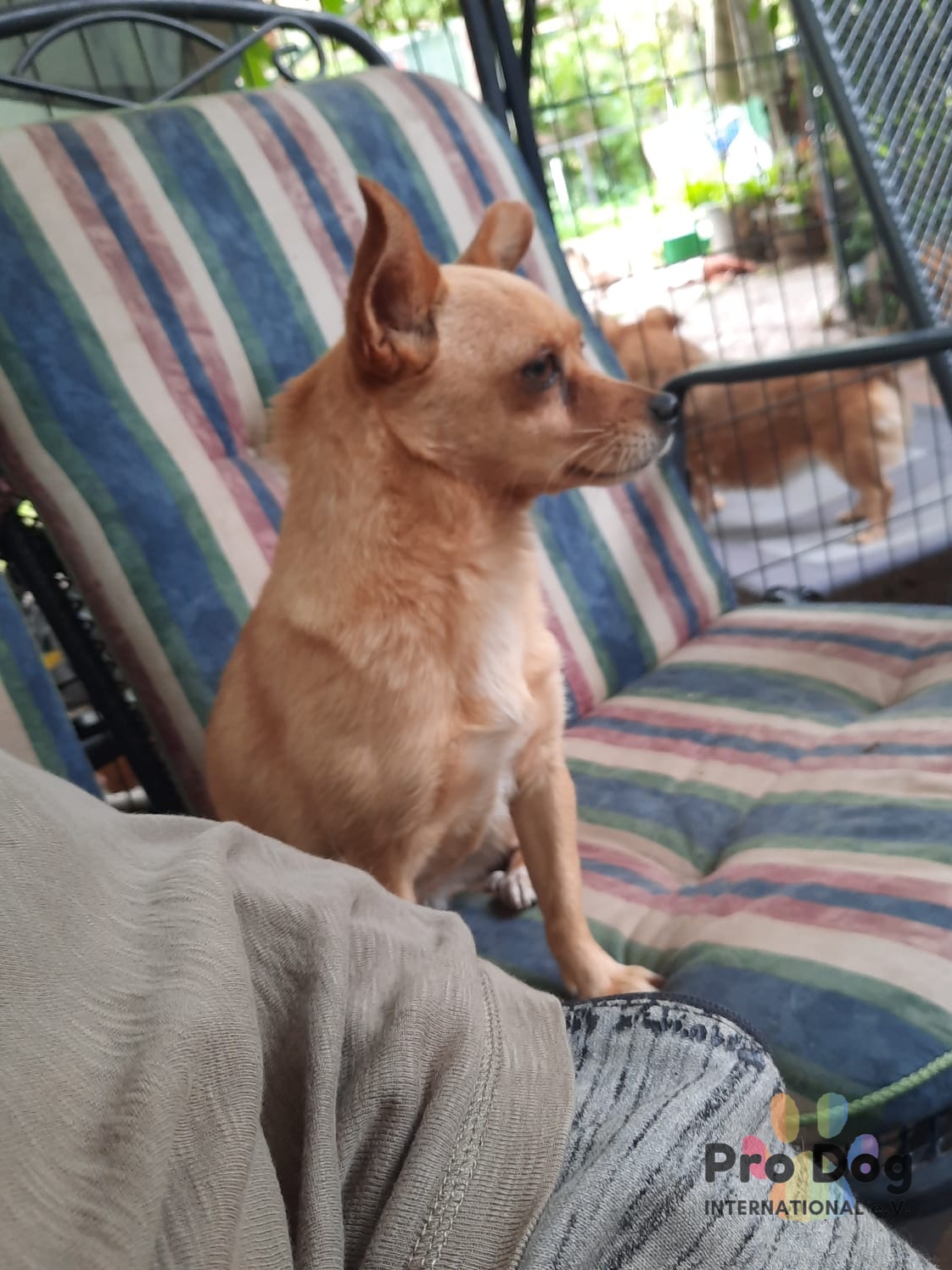Carlotta auf Pflegestelle