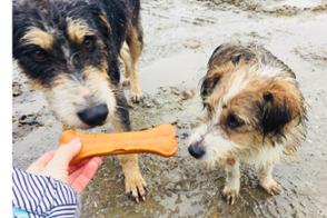 TSV Angels for Strays e.V.
