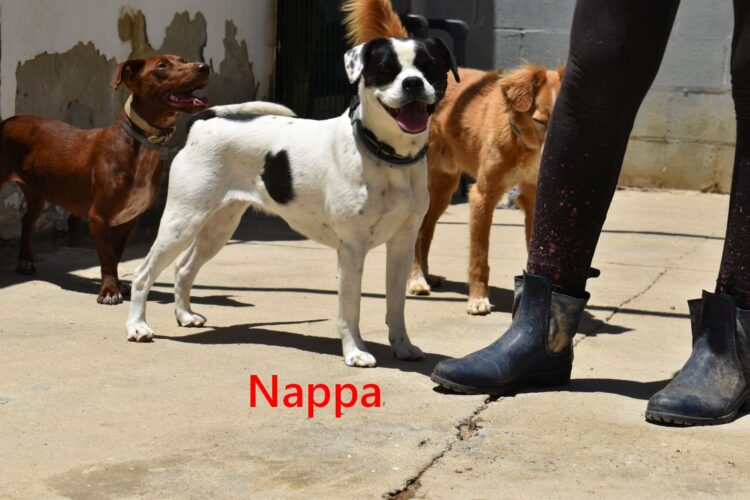 Nappa