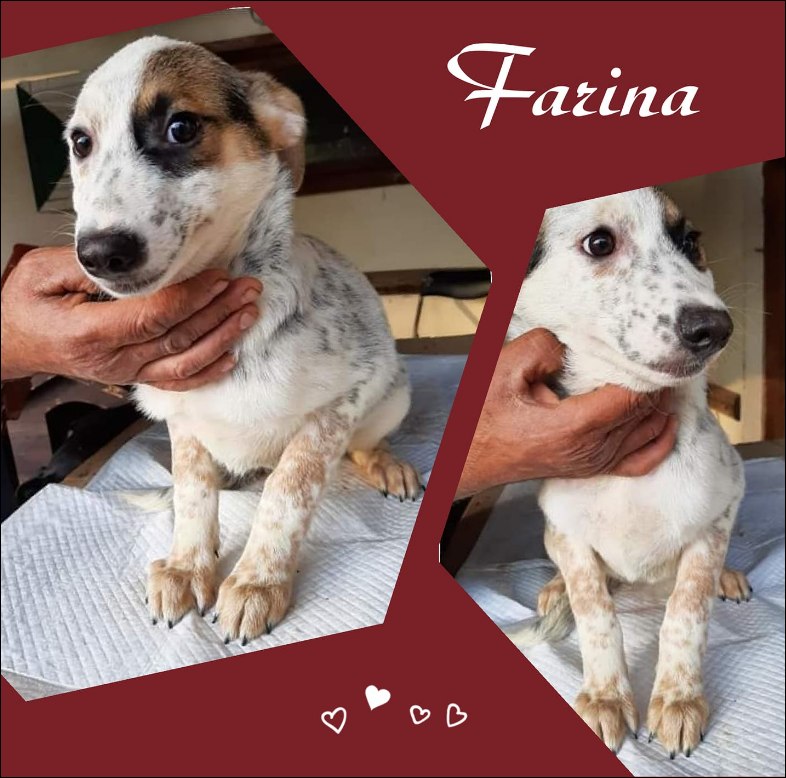 Farina