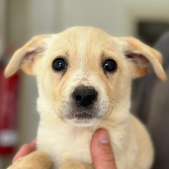 Emilio