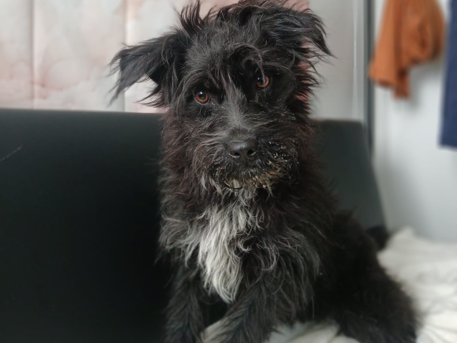 🐶 Fröhlicher Junghund Dexter 🐶