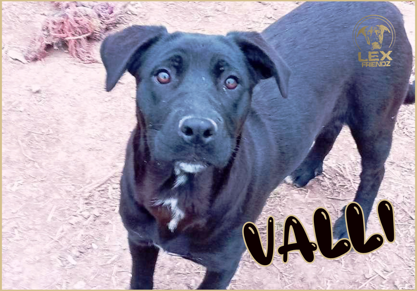 VALLI