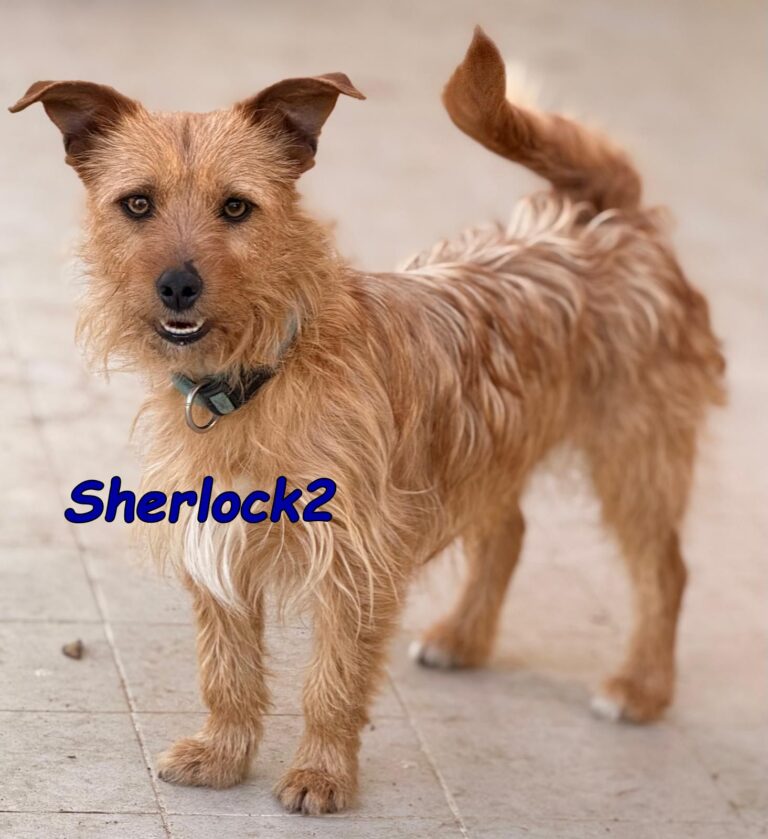 Sherlock2