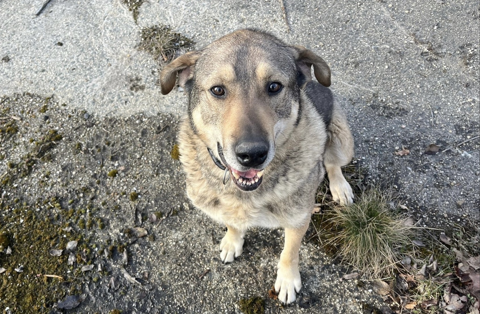 Finn