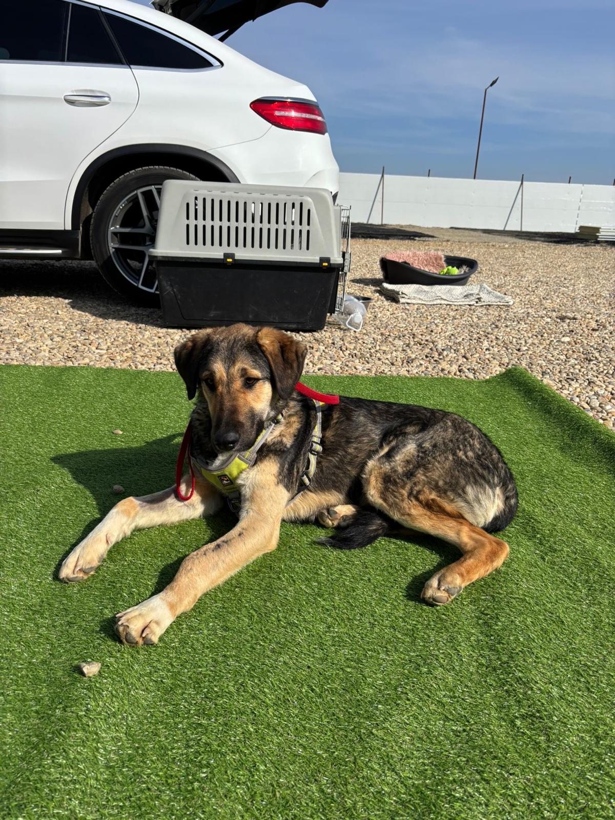 🆘🐶Sanfter Pechvogel Thor🐶🆘