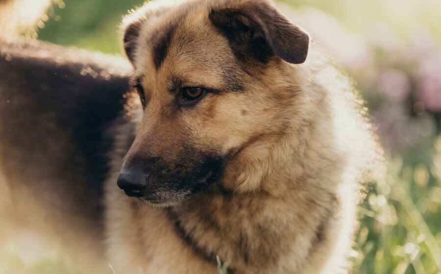Laszlo