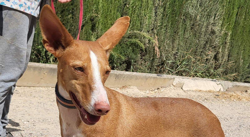 Pongo