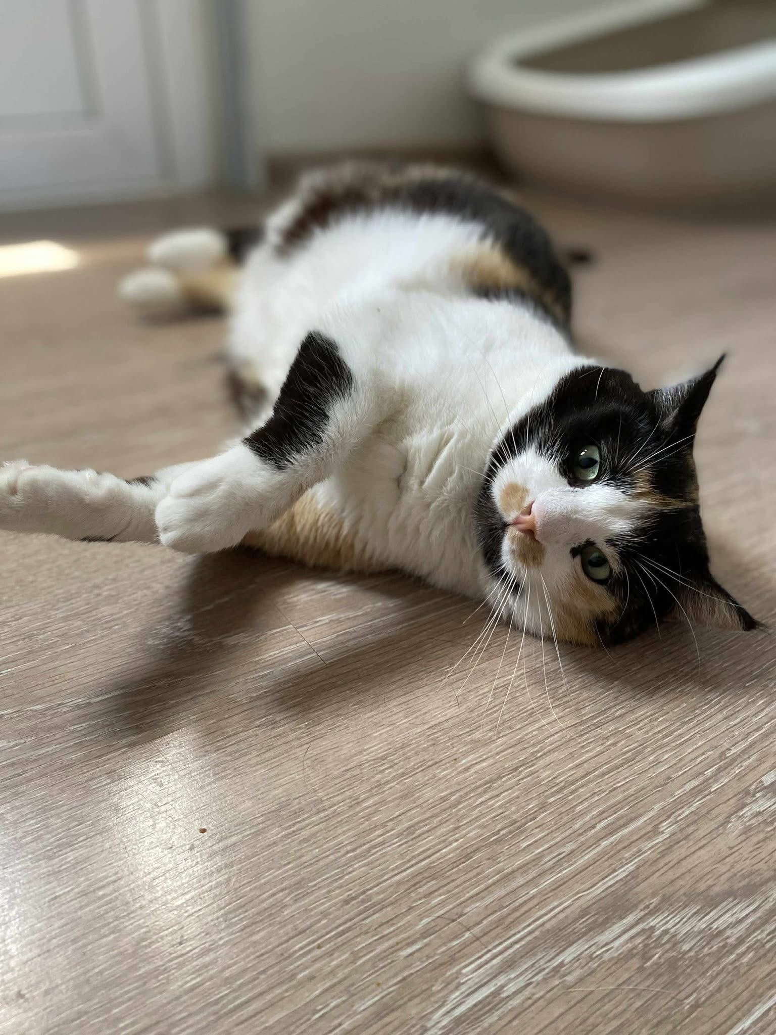 Labelle Liu 😺🐾