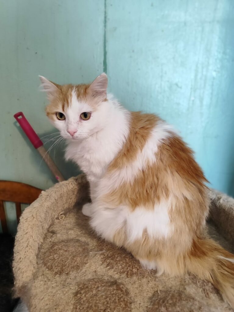 Ares
