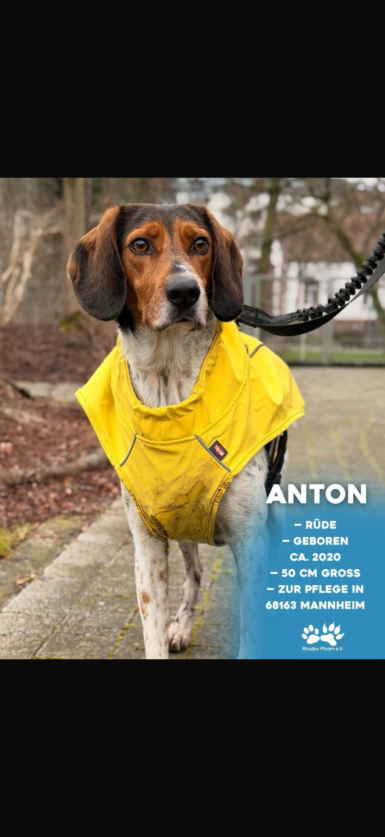 Anton