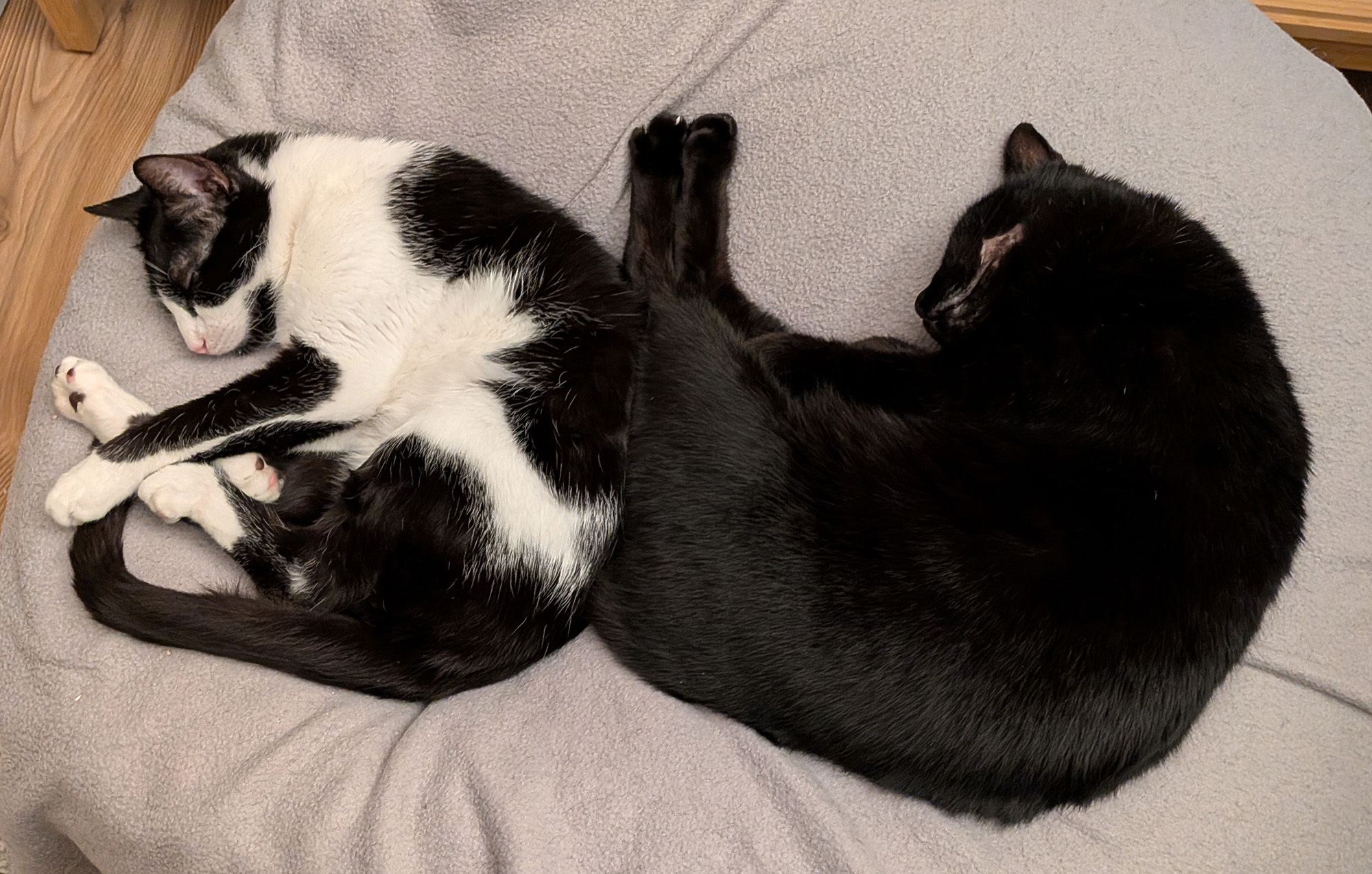 Melfi & Gines
