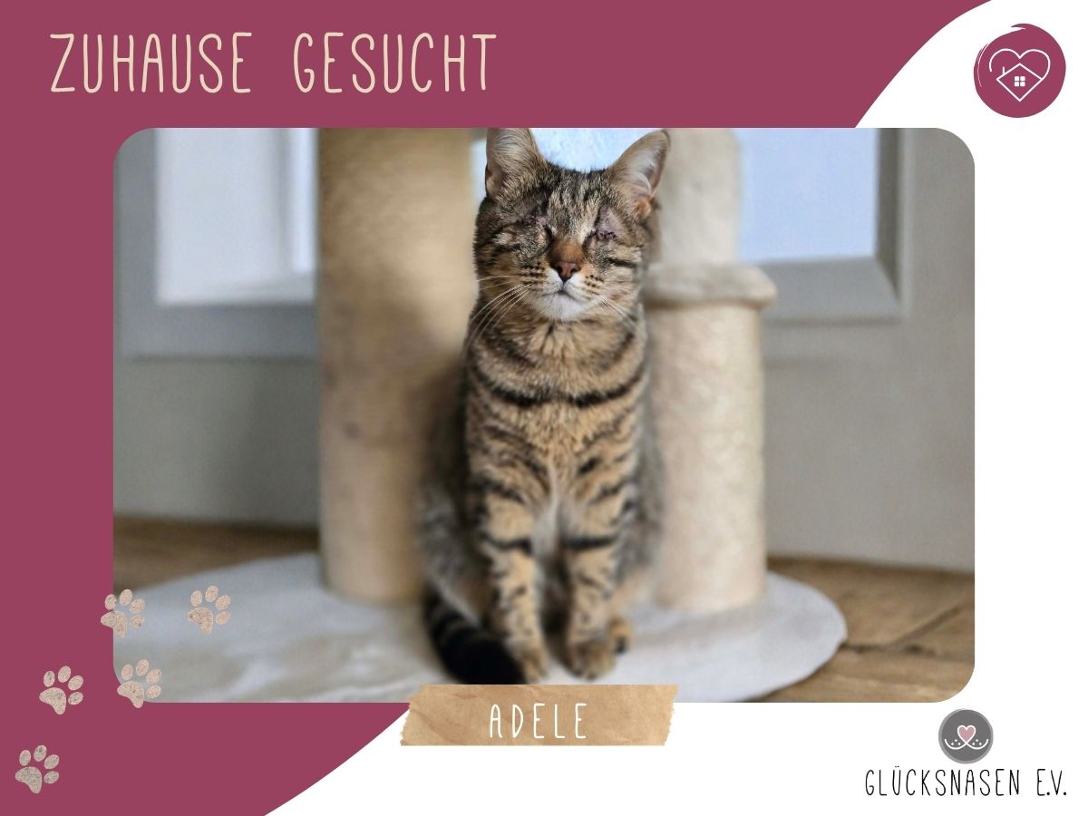 Adele ist neugierig auf Dich