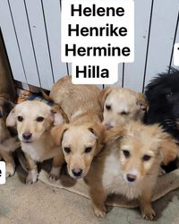 Henrike