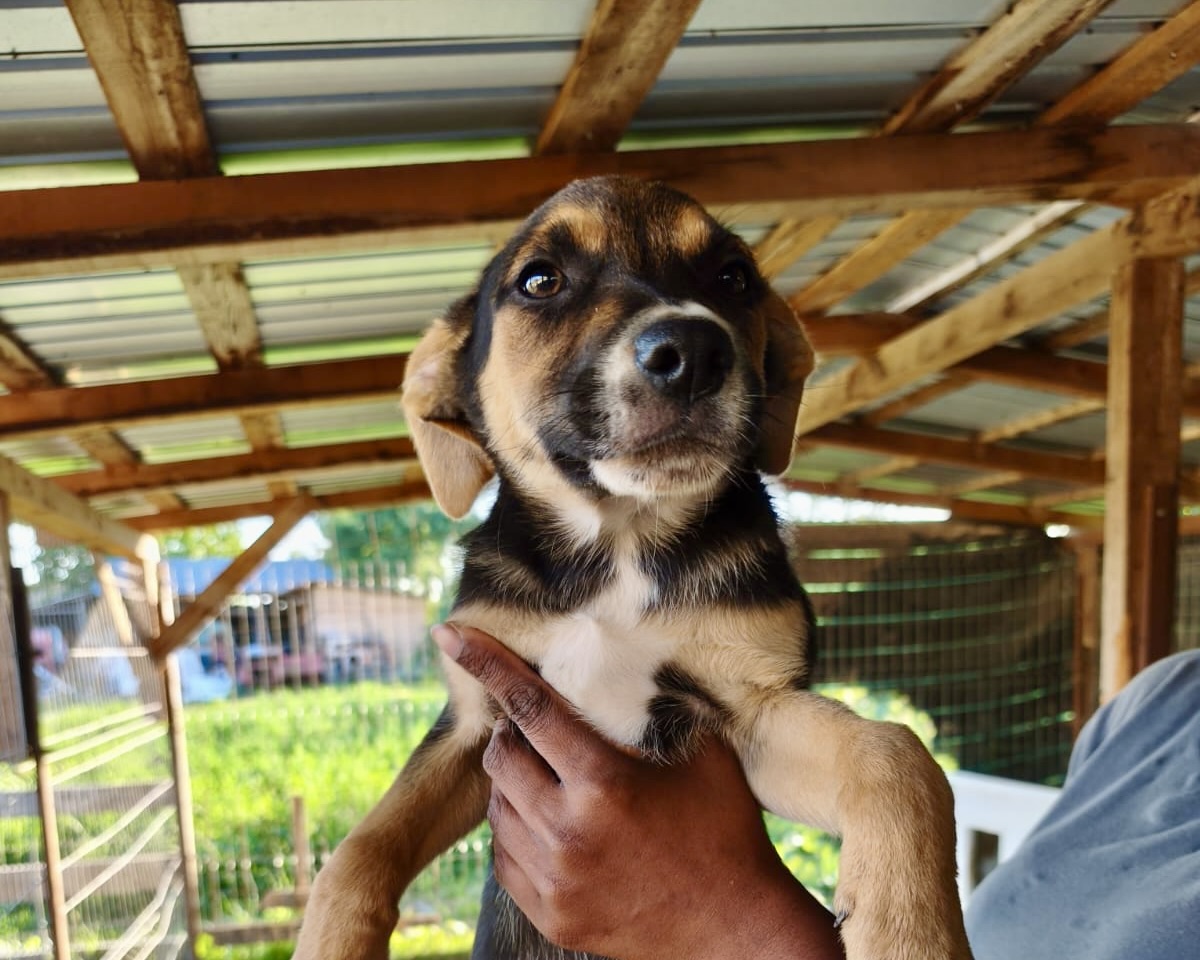 Hera💕zutrauliche Hündin