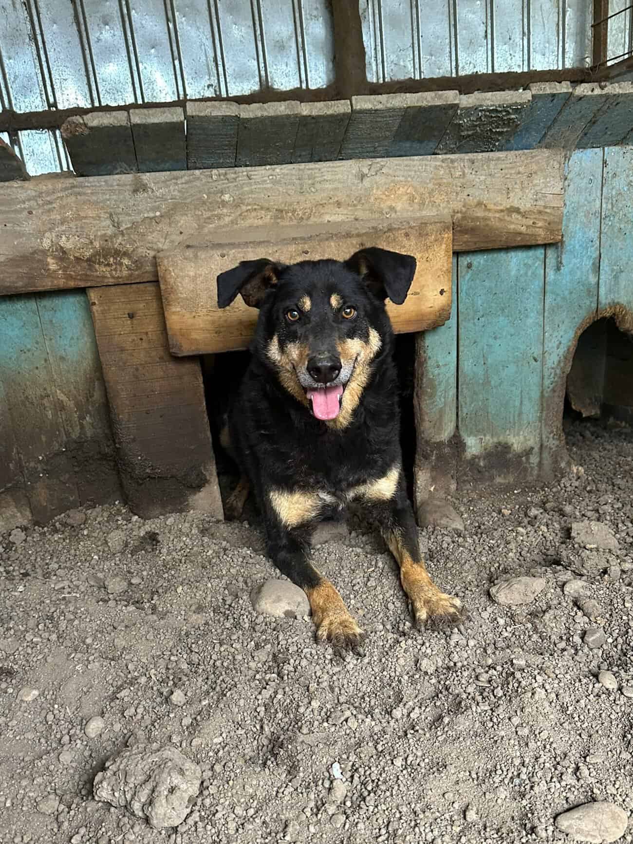Barnie ist ein Sonnenschein