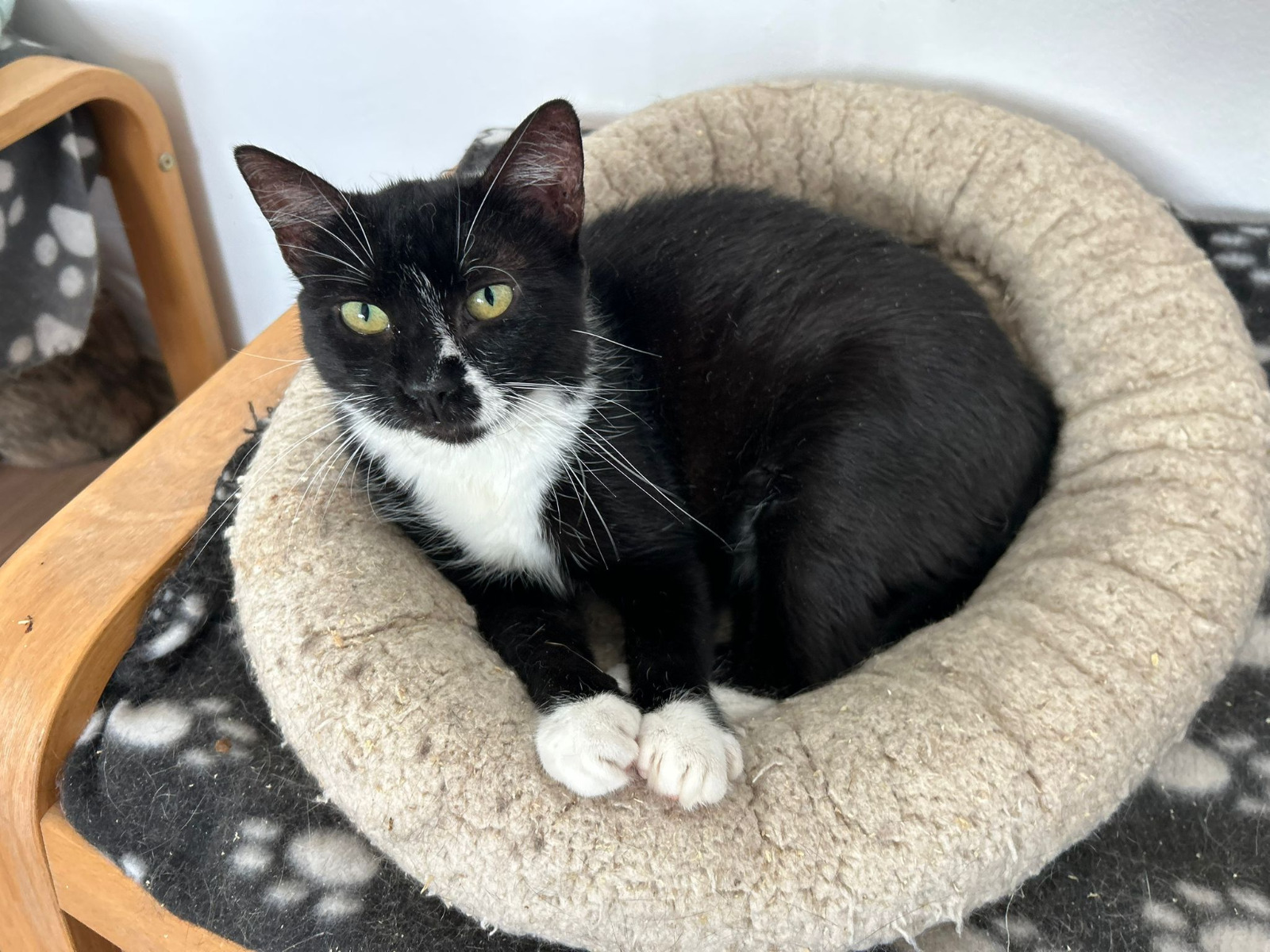🐱Sanfte Mia sucht Dich🏡
