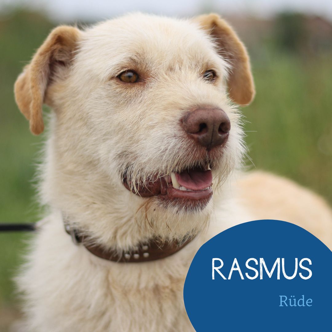 Rasmus