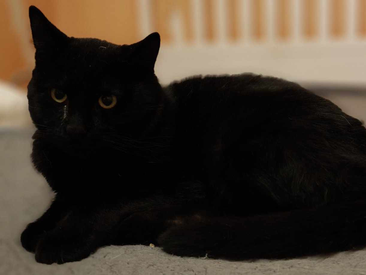Sammy