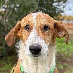 Axel