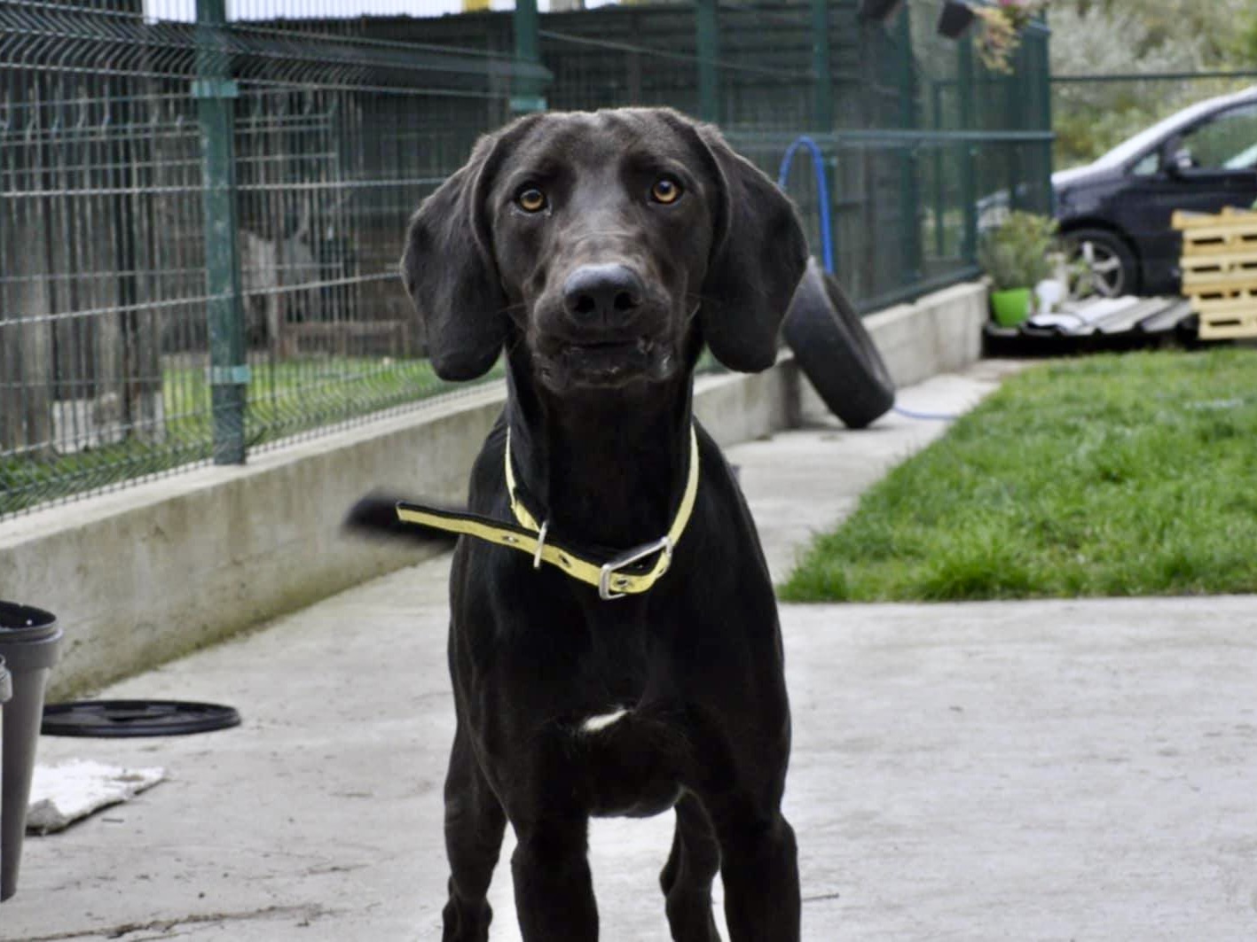 Cooper - verspielt und sozial